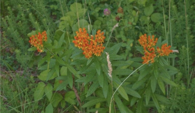 The Powerful Plants of the Short Street