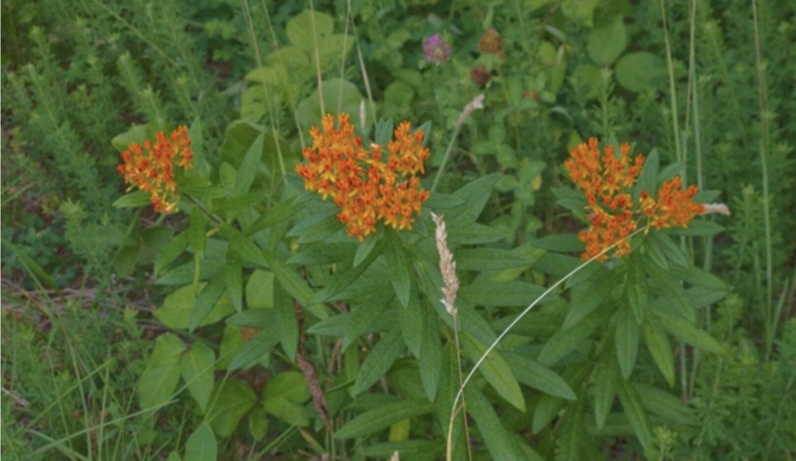 The Powerful Plants of the Short Street Nature Preserve