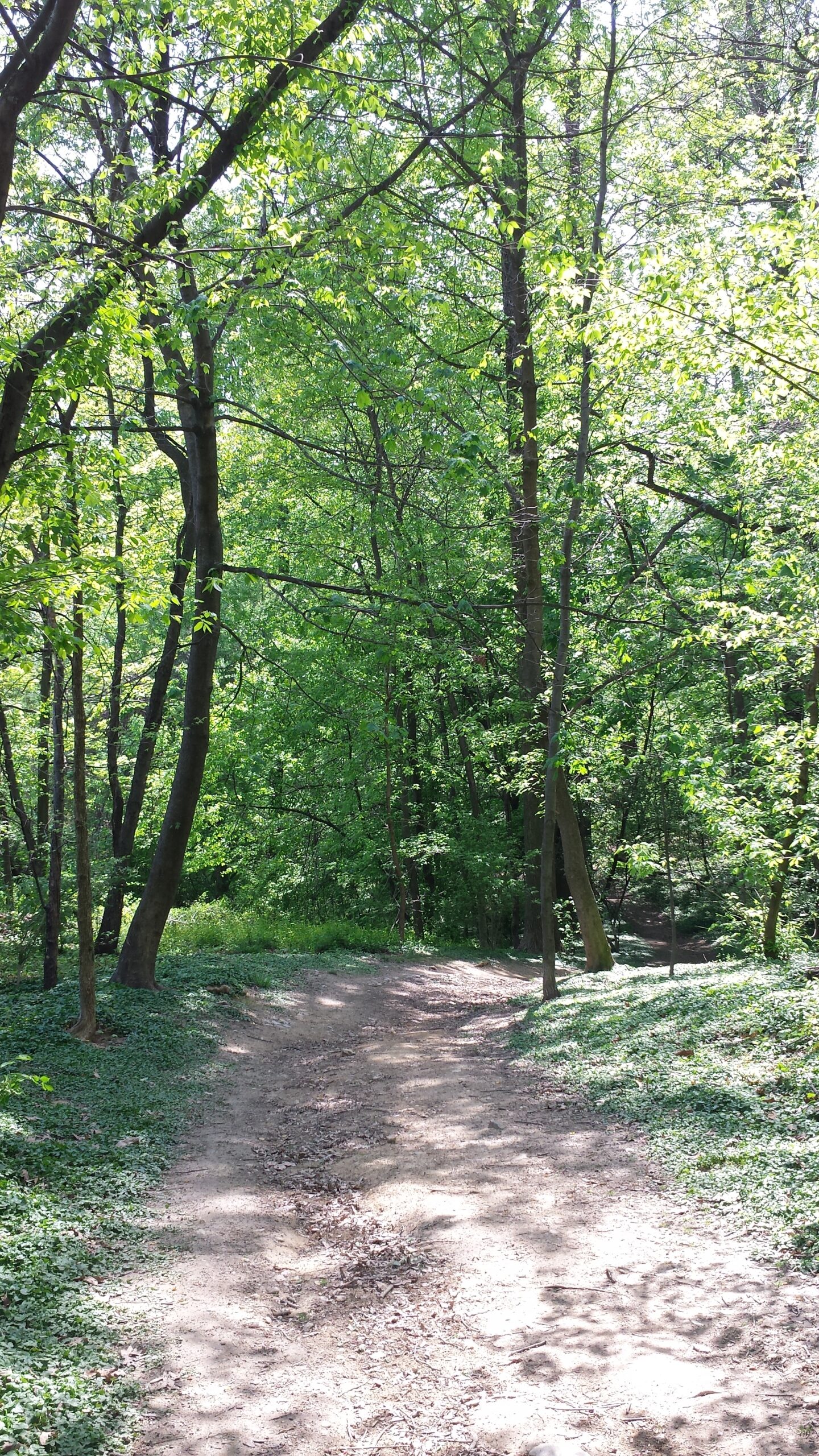 Read more about the article A Perspective on Urban Forest Patches as a Priority in Montgomery County (Part I): the Montgomery Parks’ PROS Survey