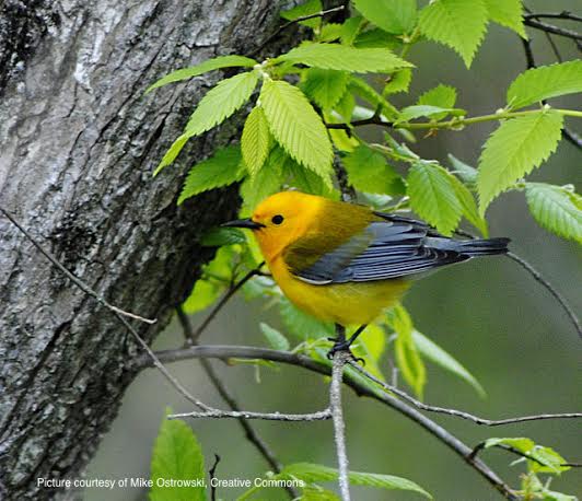 Bird standing on a tiny twig on a tree.